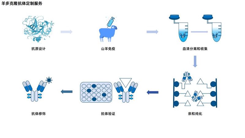 抗体定制