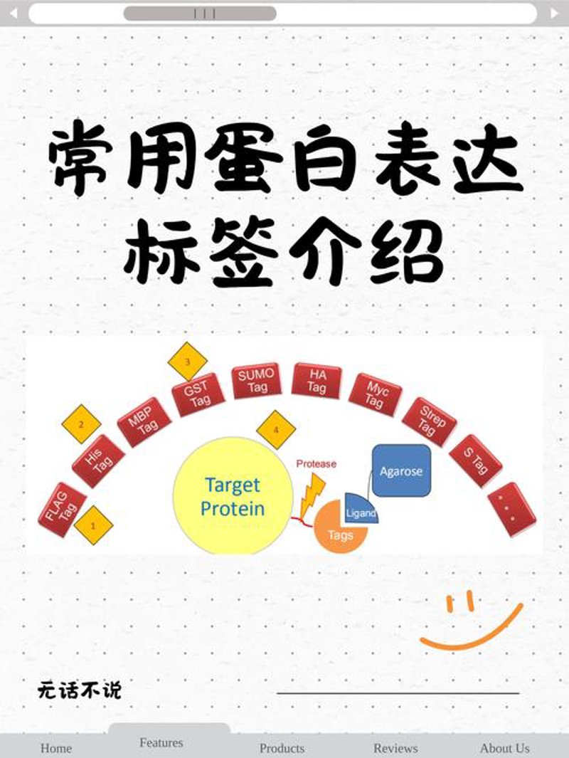 抗体定制：生物研究的利器