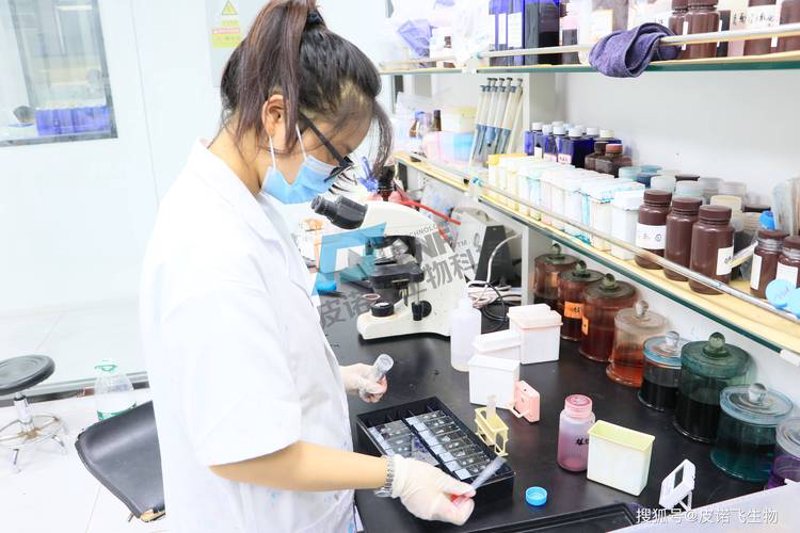 基因克隆技术：揭开生命的奥秘